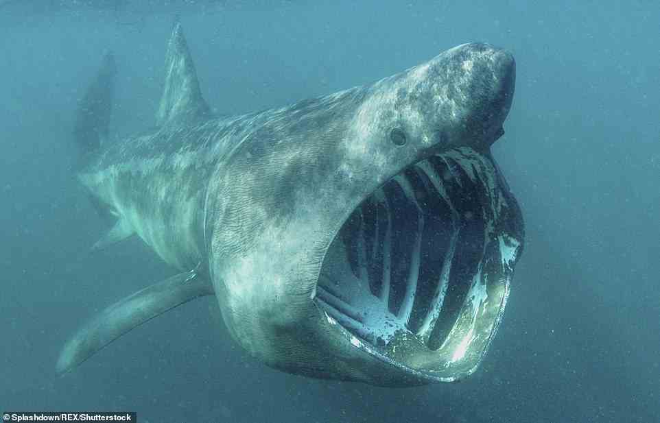 One of the surprising sharks to roam British waters is the basking shark - the second largest fish in the world. Basking sharks can reach a whopping 39ft (12 metres) in lenght, and can weigh a staggering 19,800lbs (nine tonnes)