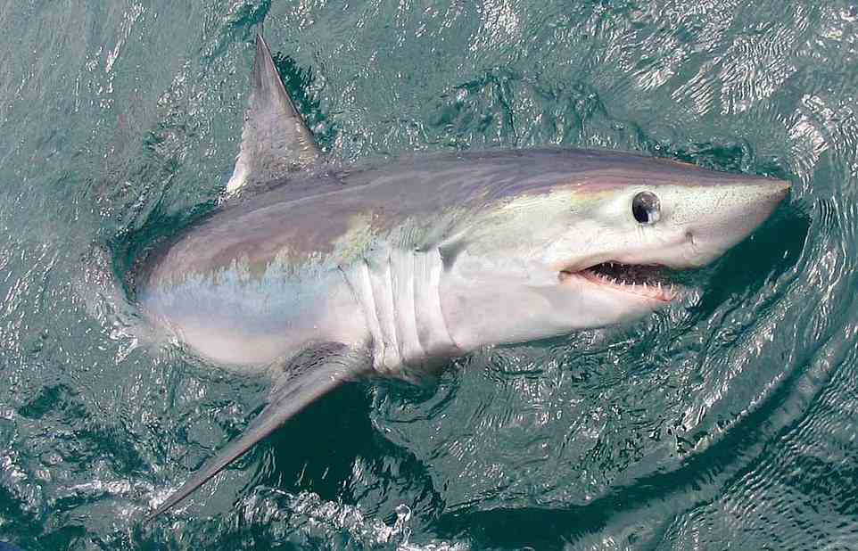 Measuring up to 12ft (3.6 metres) long and weighing up to 507lbs (230kg), the porbeagle shark is often mistaken for the great white shark
