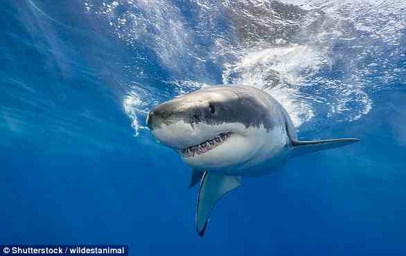 Sharks are the most efficient predators on earth. Their basic design has never really changed over the course of 200million years