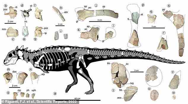 Er schließt sich Stegosaurus, Ankylosaurus und anderen gepanzerten Dinosauriern in einer Gruppe namens Thyreophora an