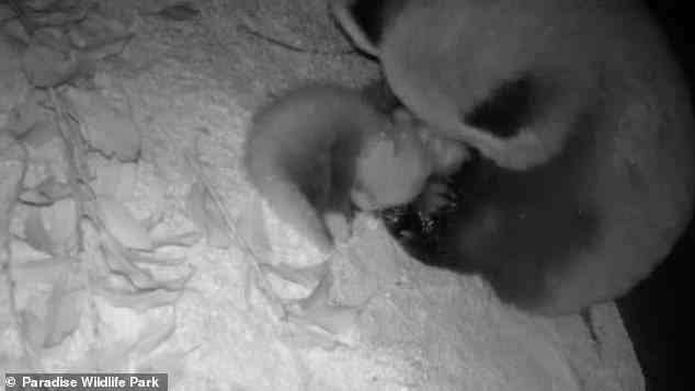 Die CCTV-Kameras des Zoos hielten den unglaublichen Moment fest, als das Jungtier – das derzeit „Rote“ genannt wird, bis es alt genug ist, um in den kommenden Monaten seine ersten Gesundheitschecks durch den Tierarzt zu erhalten – geboren wurde