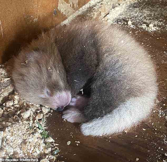 Zwei bis drei Monate nach der Geburt wagen sich Rote-Panda-Jungen nicht aus dem Nest