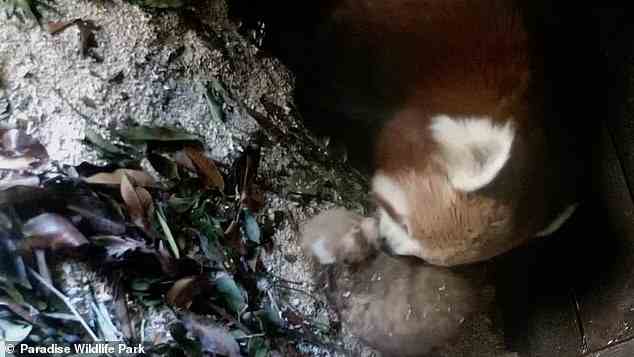 Rote Pandas werden auf der Roten Liste der IUCN als gefährdete Art eingestuft, von der noch etwa 2.500 in freier Wildbahn leben