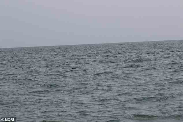 Aufgrund ihres überempfindlichen Gehörs werden Schweinswale leicht durch Geräusche im Wasser durch menschliche Aktivitäten wie Bootsmotoren oder Baulärm gestört.