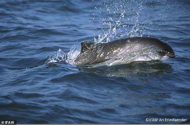 Zwei über sieben Jahre durchgeführte Erhebungen zeigten eine hohe Anzahl von Schweinswalen im Mündungsgebiet