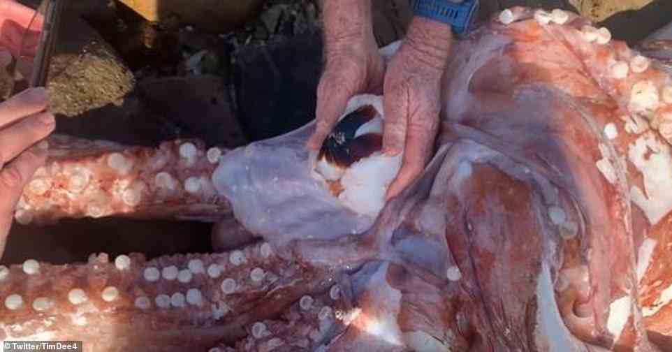 Dees Video zeigt einen Meeresbiologen, der Fleisch zurückzieht (oben), um den riesigen Schnabel des Tintenfischs freizulegen, den er zum Jagen und Fischen verwendet