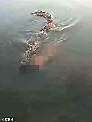 Der leblose Körper des Mannes wurde dann in den Kiefern des Krokodils eingeklemmt gesehen, als es unter einer Aussichtsplattform schwamm, die von Menschen genutzt wurde, um Schildkröten in der Lagune zu beobachten
