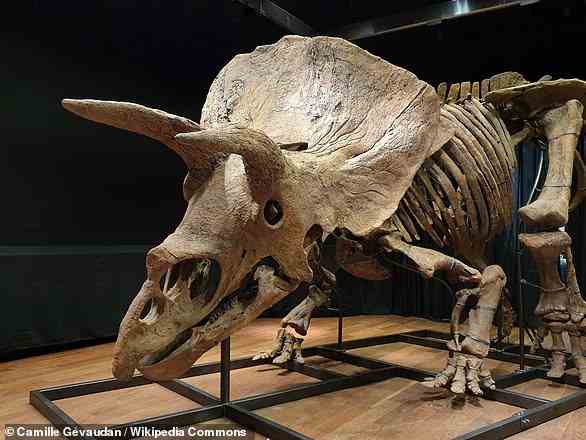 Big John was found by Walter Stein in 2014 while he was exploring a ranch in Perkins County, South Dakota. This specimen was also sent to an auction house in France where it was bought for a whopping $7.7 million to an anonymous private collector from the US. No one knows where Big John is to this day