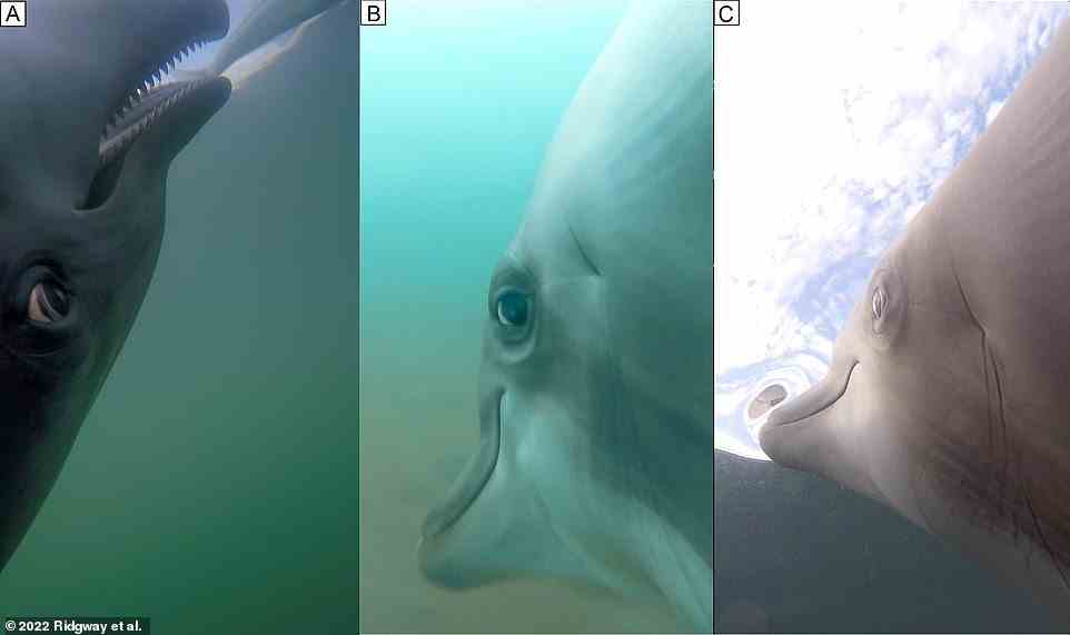 Obwohl es den Anschein haben mag, als würden die Delfine seitliche Blicke werfen, sagen Wissenschaftler, dass ihre Augen rotieren, um Beute anzulocken