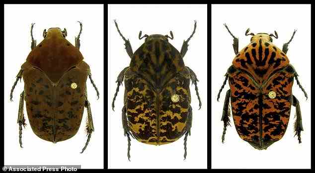 This combination of undated photos provided by Brett Ratcliffe shows, from left, Gymnetis drogoni, Gymnetis rhaegali and Gymnetis viserioni beetles from South America. Ratcliffe named three of his eight newest beetle discoveries after the dragons from 'Game of Thrones' 