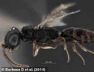 Laelius Lannisteri, a species of wasp named after the Lannister family