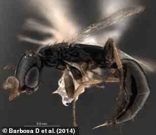 Laelius Targaryeni, a species of wasp named after the Targaryen family