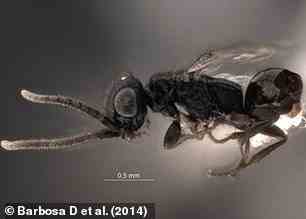 Laelius Starki, a species of wasp named after the Stark family