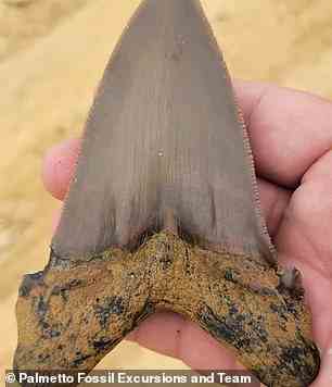 Der uralte Haifischzahn wurde inmitten von Kies in einem Fossilienexpeditionszentrum in South Carolina gefunden