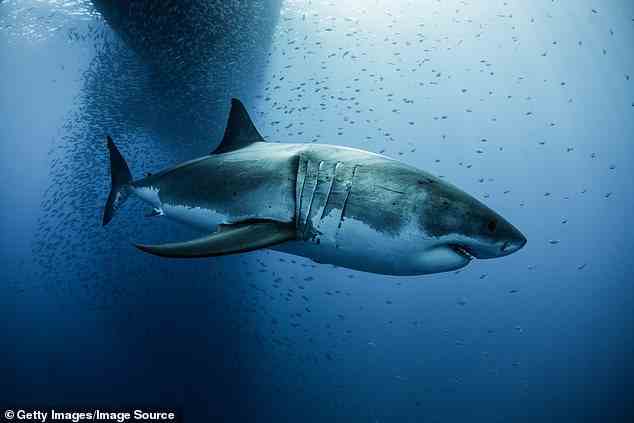 Megalodon-Haie (oben) durchstreiften die Meere vor etwa 23 bis 3,6 Millionen Jahren und sind ebenso wie Otodus angustidens für ihre großen Zähne bekannt