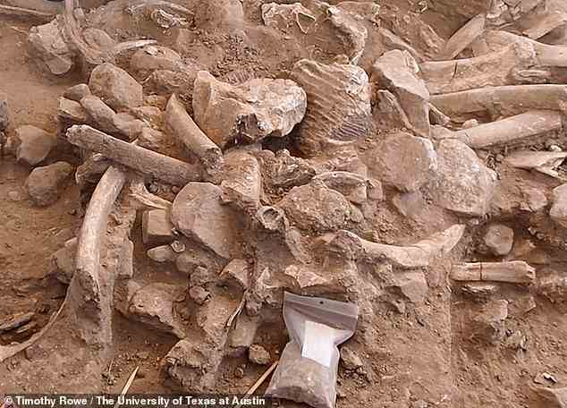 Anfang dieses Monats wurde in New Mexico die älteste Siedlung Nordamerikas entdeckt.  Knochen eines erwachsenen Mammuts und ihres Kalbes wurden an einer 37.000 Jahre alten Schlachtstätte freigelegt
