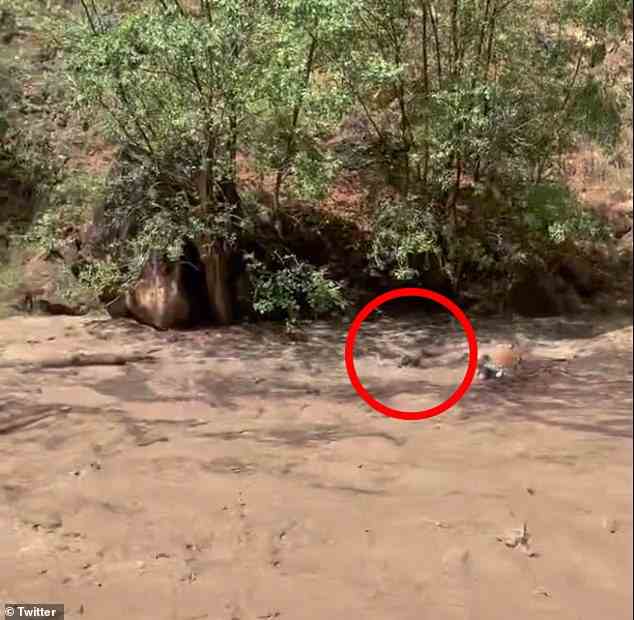 Das schreckliche Filmmaterial zeigt vermutlich zwei Menschen, die inmitten der Sturzfluten im Zion-Nationalpark in Utah in den Stromschnellen treiben