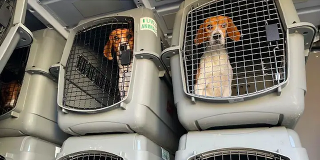 Die Humane Society of the United States arbeitete mit dem Justizministerium und Tierschutzpartnern, darunter Homeward Trails, zusammen, um ein neues Zuhause für die geretteten Beagles zu finden.