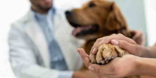 Beamte aus Michigan sagen a "sehr effektiv" Impfstoff ist verfügbar, um Hunde vor dem caninen Parvovirus zu schützen.