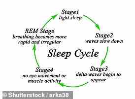 Der Schlafzyklus