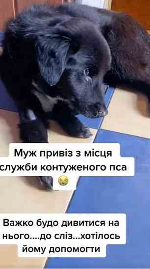 Der Hund wurde von dem ukrainischen Soldaten gefunden, der unkontrolliert zuckte, wobei sein Körper von einer Seite zur anderen schwankte, während er an der Front war