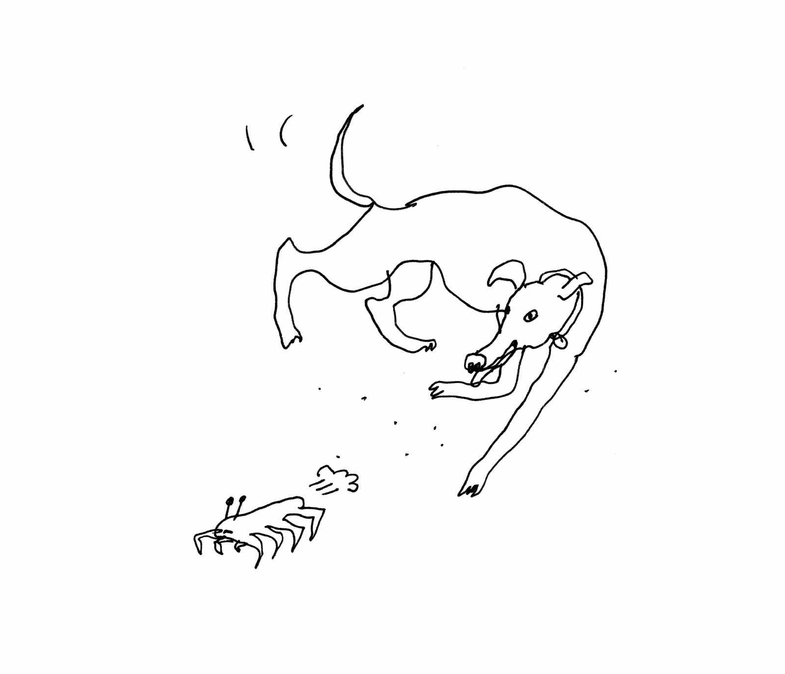 Ein Hund jagt eine Krabbe.