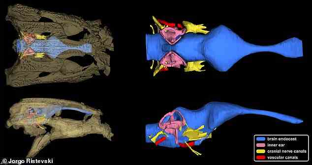 In der Studie verwendeten die Forscher modernste Technologie, um den Schädel des ausgestorbenen Krokodils zu scannen und enthüllten bisher unbekannte Details über seine Anatomie