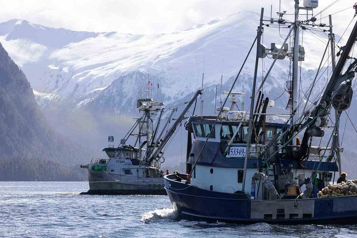 Commercial boats scout for schools of herring