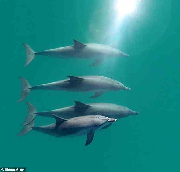 Die Wissenschaftler haben nicht nur beobachtet, wie sich männliche Delfine zusammenschließen, sondern dass sich die Allianzen als Teil einer Drei-Ebenen-Gesellschaft bilden.  Abgebildet ist ein Trio von Männchen mit einem Weibchen
