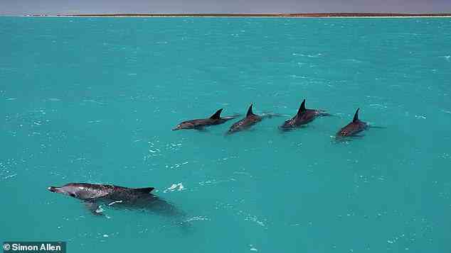 Die Forscher aus Großbritannien, den USA und der Schweiz beobachteten 121 erwachsene männliche Tümmler aus dem Indopazifik in der Shark Bay in Westaustralien.  Abgebildet sind vier männliche Verbündete und eine Frau