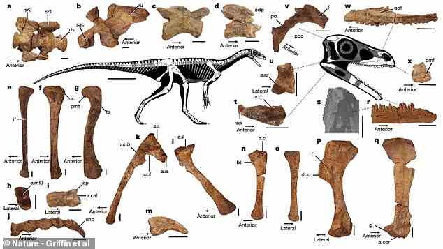 Das Skelett von Mbiresaurus raathi wurde im Norden Simbabwes gefunden, wobei nur Teile der Meisenhand und Teile seines Schädels fehlten