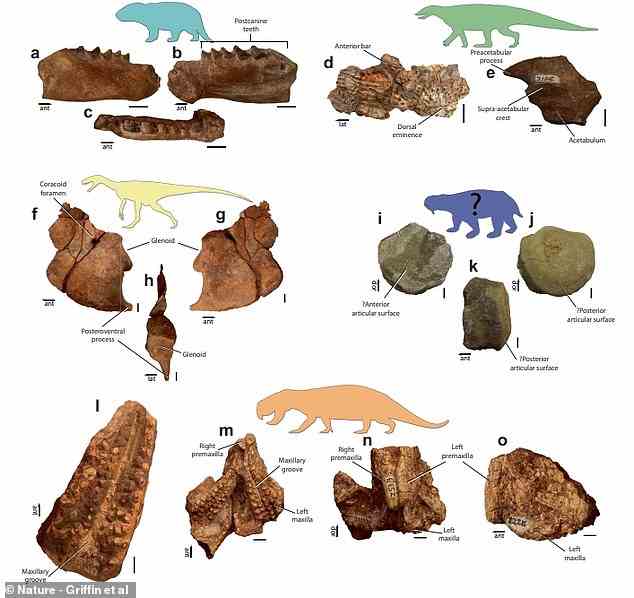 Neben Mbiresaurus fanden die Forscher eine Reihe anderer Fossilien, darunter einen herrerasauriden Dinosaurier, frühe Verwandte von Säugetieren wie Cynodonten, gepanzerte krokodylische Verwandte wie Ätosaurier und 