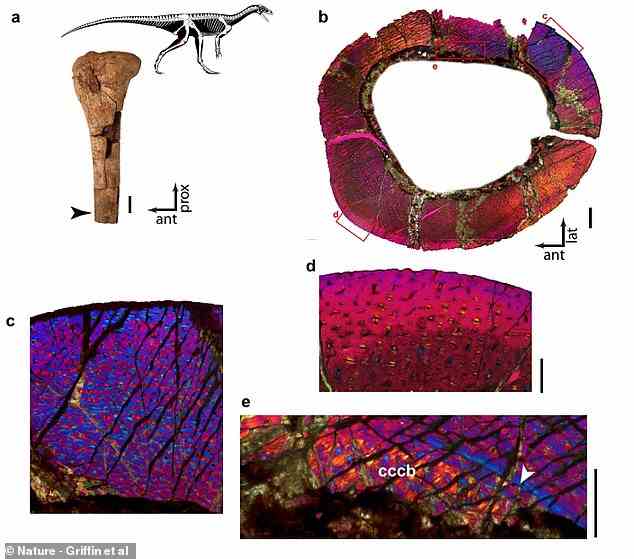 Eine Analyse seiner versteinerten Überreste zeigt, dass Mbiresaurus auf zwei Beinen stand und sein Kopf relativ klein war, mit kleinen, gezackten, dreieckigen Zähnen