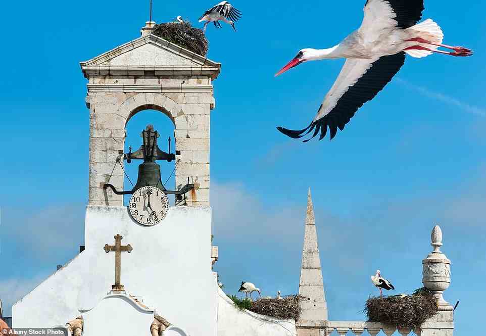 Gehen Sie durch das große Tor Arco da Vila in die Altstadt von Faro und schauen Sie dann nach oben, um Störche in riesigen Nestern auf dem Dach zu sehen (und oft zu hören).