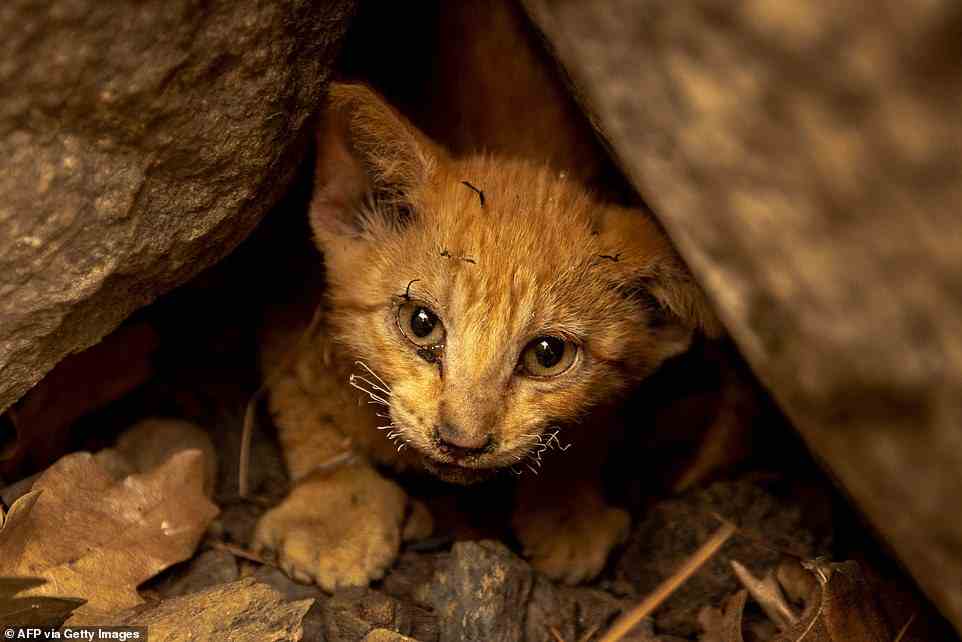 A kitten with singed whiskers that survived the McKinney Fire hides in rocks in the Klamath National Forest northwest of Yreka, California