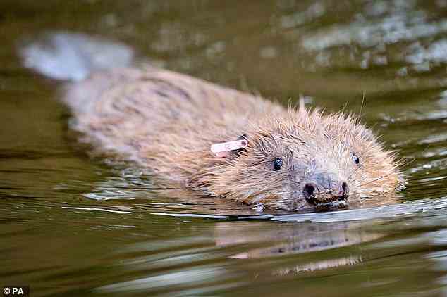 Beavers at the Knepp estate in Horsham have transformed what was once a small stream into a network of ponds and channels with lush green plants