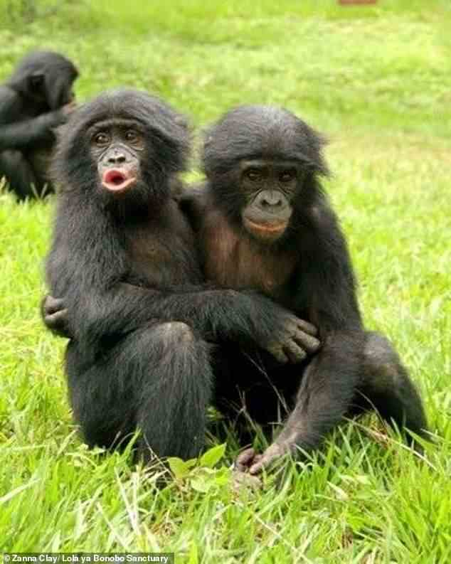Bonobos Ausdruck von Stress ähneln denen, die normalerweise von Säuglingen verwendet werden – wie Schmollen, Wimmern und Wutanfälle