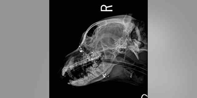 Tierärzte säuberten die Wunde des Hundes und machten Röntgenaufnahmen und stellten fest, dass es sich um eine Schusswunde zwischen seinen Augen handelte.