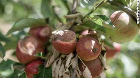 Äpfel an vielen Bäumen auf der Lathcoats Farm sind sichtbar verbrannt, ihre Haut teilweise gebräunt, das Fruchtfleisch darunter korkig geworden.