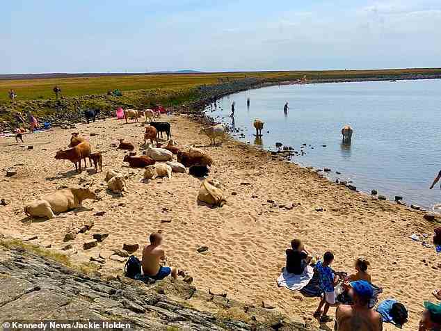 Eine Herde schlecht gelaunter Kühe überfiel am Wochenende den Strand von Gadding Dam in West Yorkshire