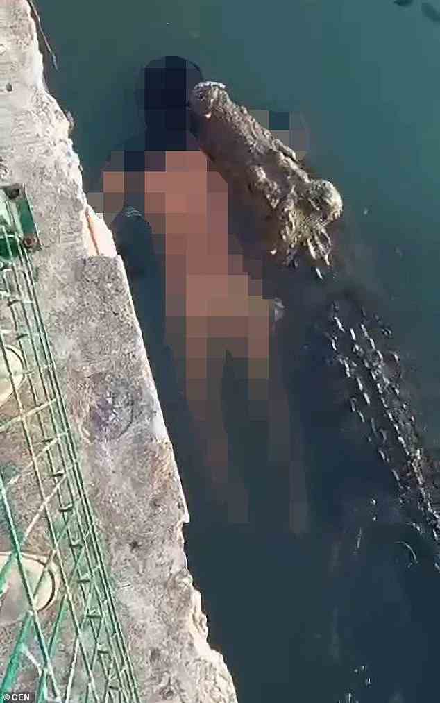 Dies ist der schockierende Moment, in dem ein riesiges Krokodil den Körper eines leblosen Mannes in seinen Rachen zerrt, nachdem er Warnungen ignoriert hatte, nicht in einer berüchtigten Lagune in Mexiko schwimmen zu gehen