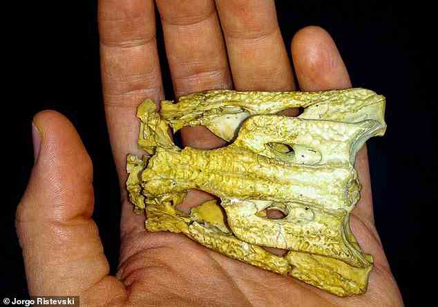 Dieses winzige Krokodil, Trilophosuchus rackhami, durchstreifte vor 13,5 Millionen Jahren die Wälder im Nordwesten von Queensland, wie eine neue Studie ergab