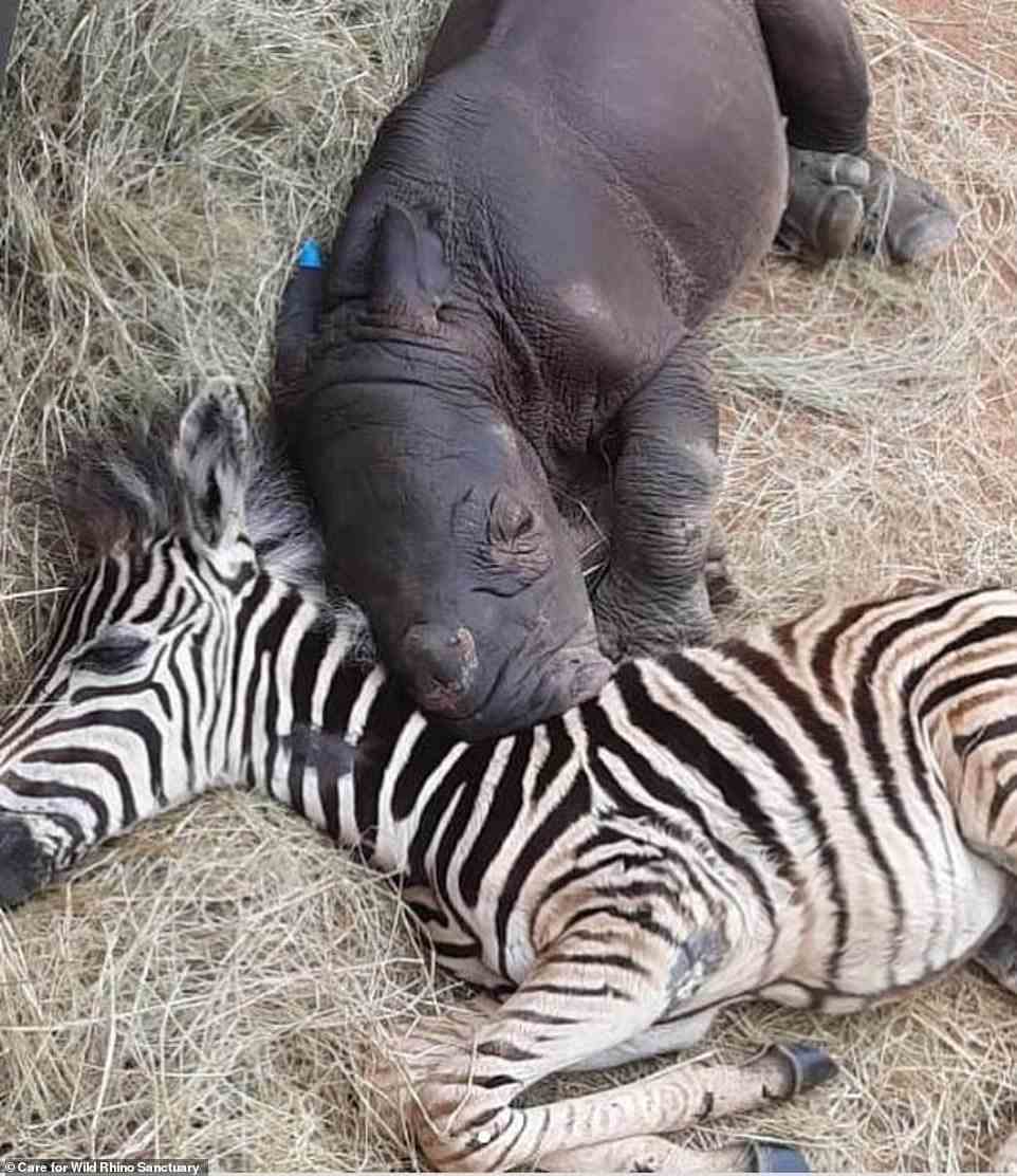 Baby-Zebra Modjaji, selbst nur wenige Wochen alt, blieb während ihrer langen Genesung auf der Intensivstation im Care For Wild Tierheim an Daisys Seite.  Hier im Januar abgebildet