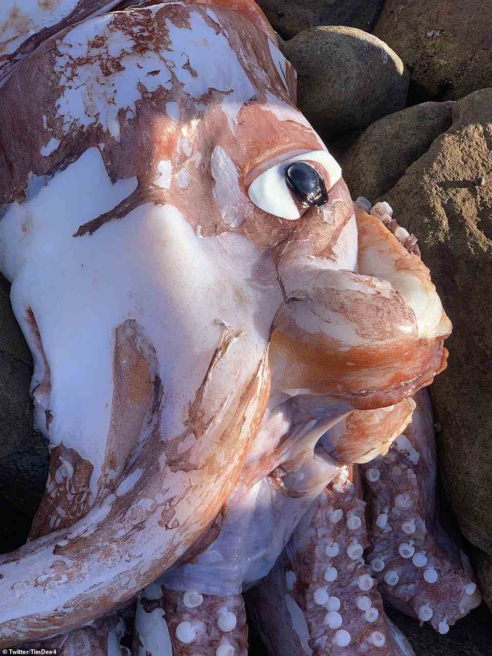 Der Twitter-Nutzer Tim Dee, der am Dienstag das seltsam aussehende Meerestier (oben) am Strand von Scarborough fand, hat online Fotos und Videos geteilt, die das riesige Auge des farbenfrohen Tintenfischs zeigen