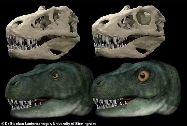 König der Dinosaurier: T.Rex hat möglicherweise schmalere Augenhöhlen entwickelt als ihre Vorfahren, damit sie stärker zubeißen können, sagen Experten.  Sie verglichen eine Schädel- und Lebensrekonstruktion von T.Rex mit seiner ursprünglichen Augenhöhle und seinem Auge (links) mit einer hypothetischen Rekonstruktion mit einer kreisförmigen Augenhöhle und einem vergrößerten Auge (rechts), um die Kräfte während Bisssimulationen zu messen