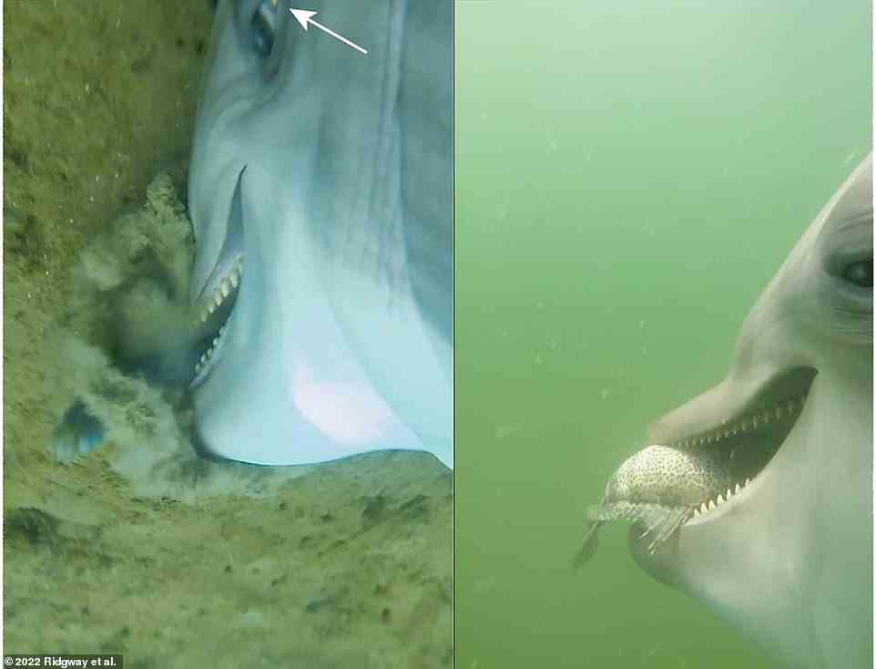 Ein Forscherteam befestigte Kameras an Delfinen der US Navy und nahm selten gesehene Aufnahmen von Meeresbewohnern auf, die Fische jagten und Seeschlangen verschlangen