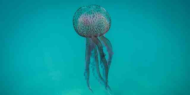 Der lila Stachel ist typischerweise eine Offshore-Art, die in allen warmen und gemäßigten Gewässern weit verbreitet ist, einschließlich des Mittelmeers, des Roten Meeres und des Atlantischen Ozeans.