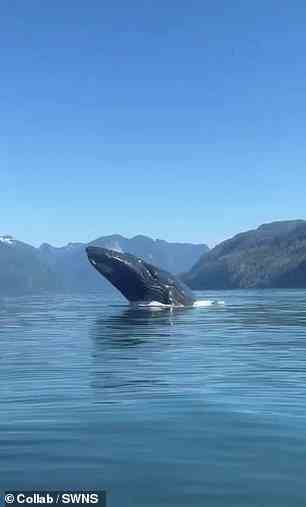 Der Wal bricht nur wenige Meter von den Kajaks entfernt