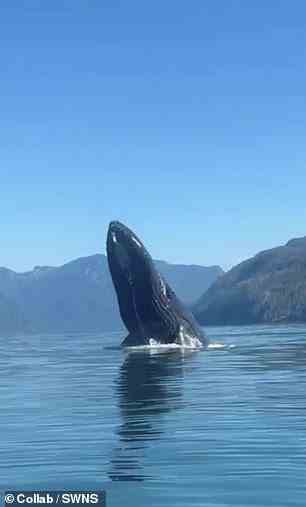 Der Wal brach dreimal durch, bevor er ins Meer hinausfuhr