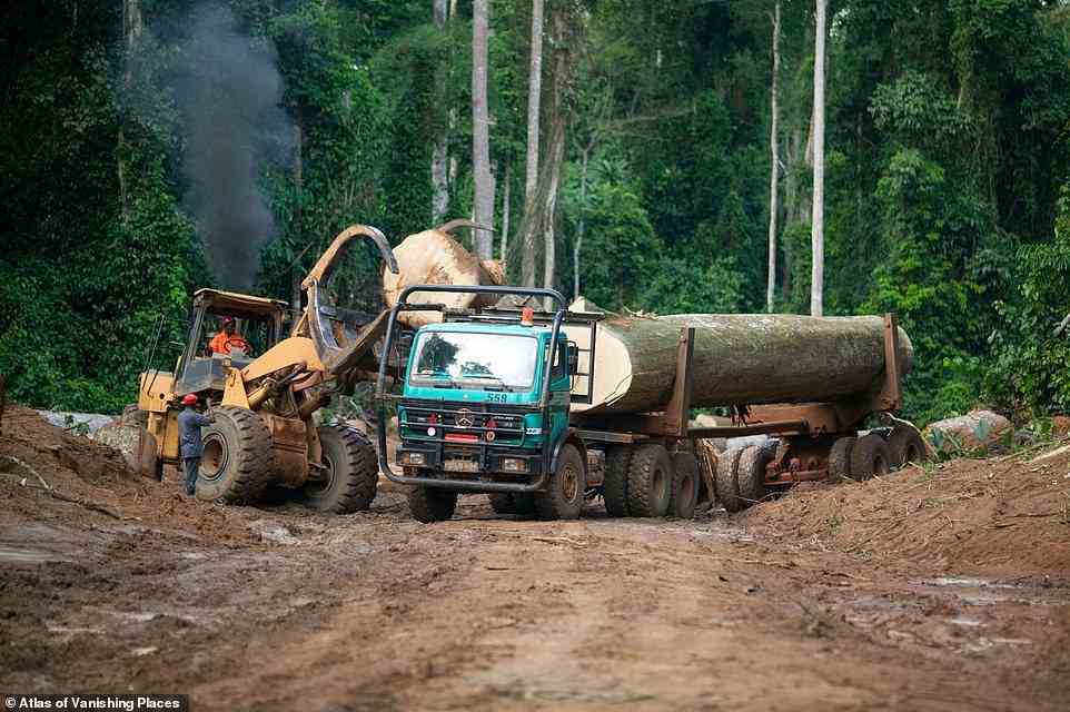 Deforestation is rife in the Congo Basin Rainforest, which could disappear altogether by 2100. In this image huge chunks of mahogany are loaded onto trucks